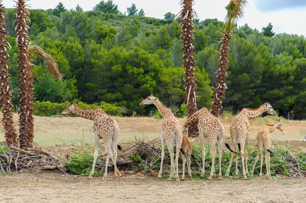 Сафари-парк Сижан - жирафы