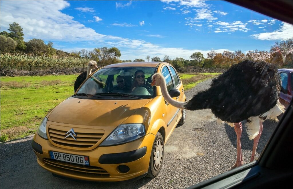 Сафари-парк Сижан - страусы