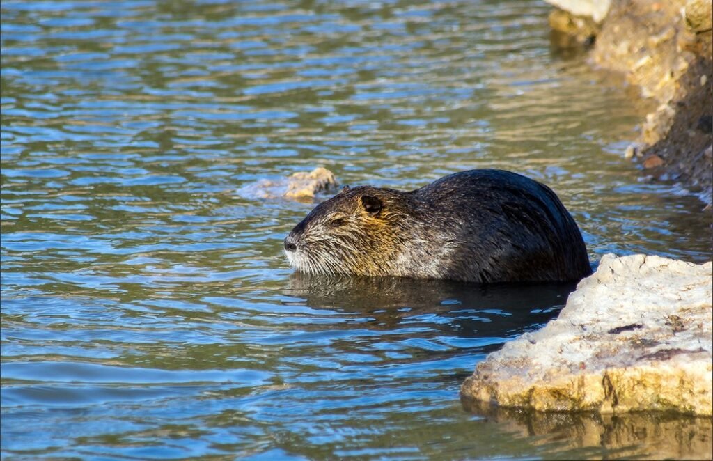 Сафари-парк Сижан - капибары
