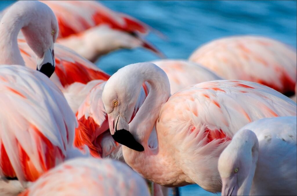 Сафари-парк Сижан