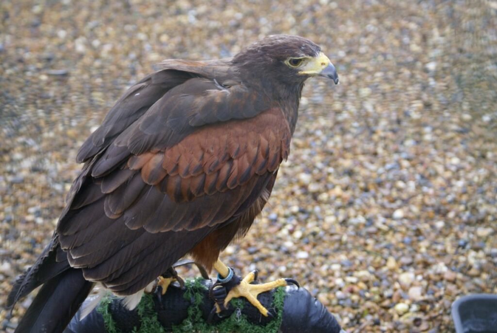 Монастырь Сан Мигель дель Фай и шоу хищных птиц