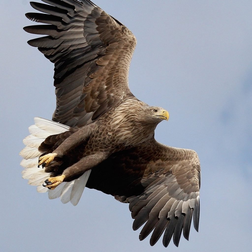 Монастырь Сан Мигель дель Фай и шоу хищных птиц
