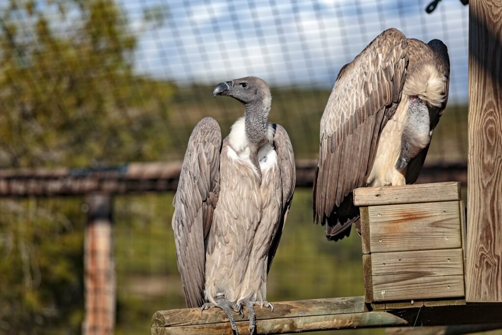 Монастырь Сан Мигель дель Фай и шоу хищных птиц