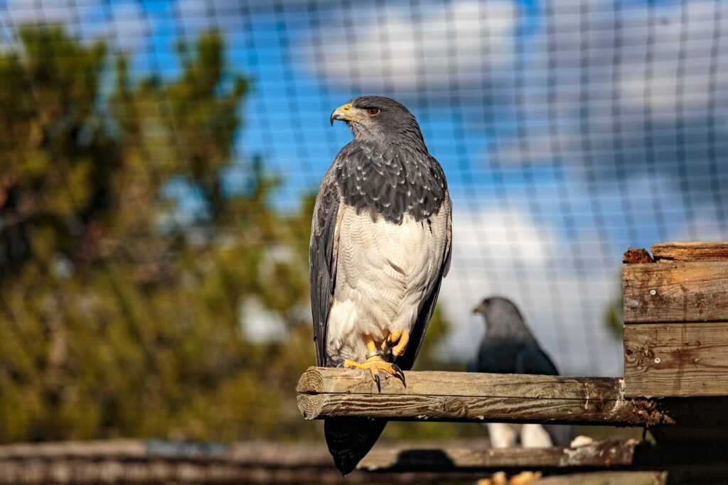 Монастырь Сан Мигель дель Фай и шоу хищных птиц