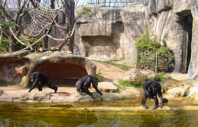 зоопарк Барселоны - приматы