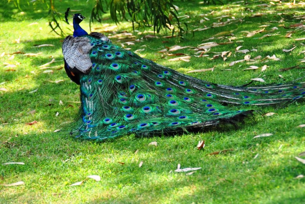 Сафари-парк Сижан - павлины