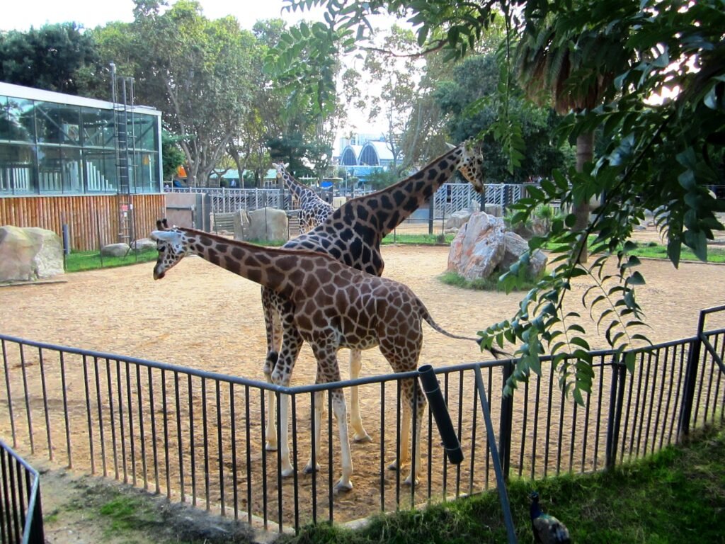 зоопарк Барселоны - жирафы