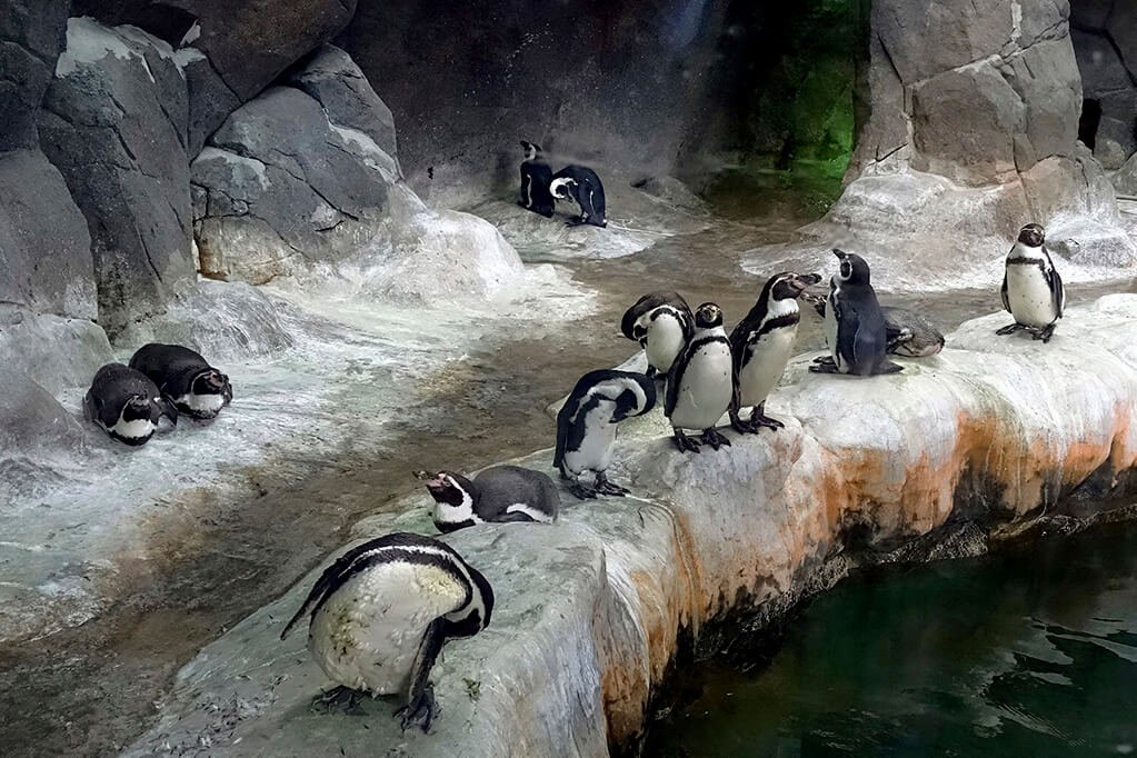 зоопарк Барселоны - пингвины