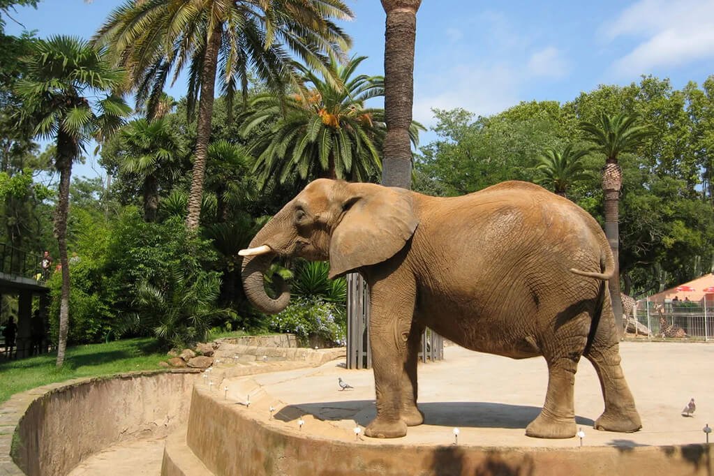 зоопарк Барселоны - слоны