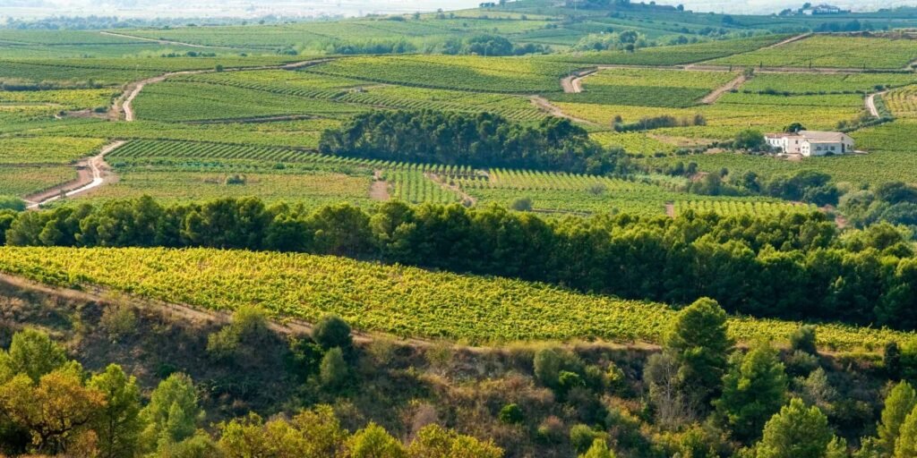 Ситжес и винные погреба Торрес