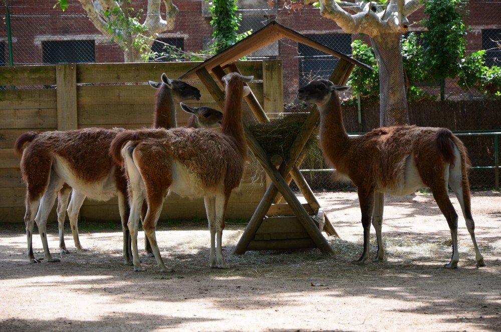 зоопарк Барселоны - гуанако