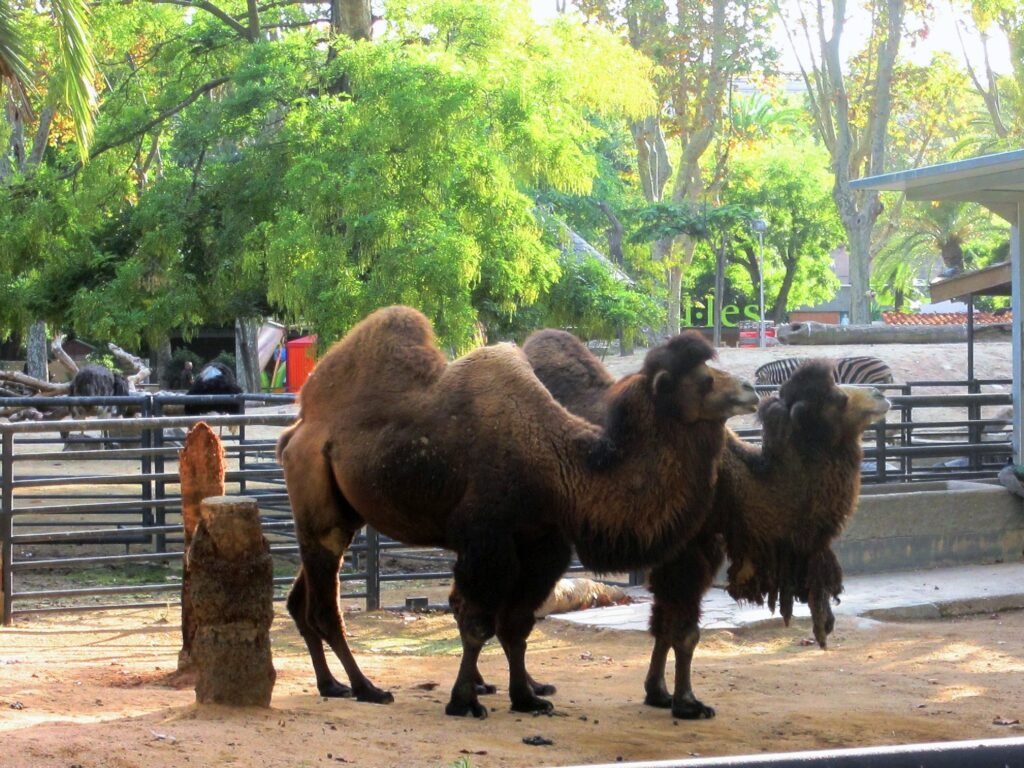 зоопарк Барселоны - верблюды
