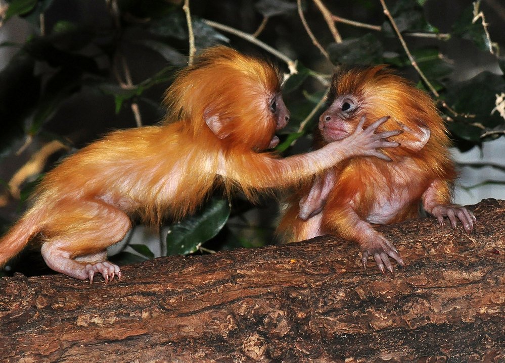 зоопарк Барселоны - тамарины