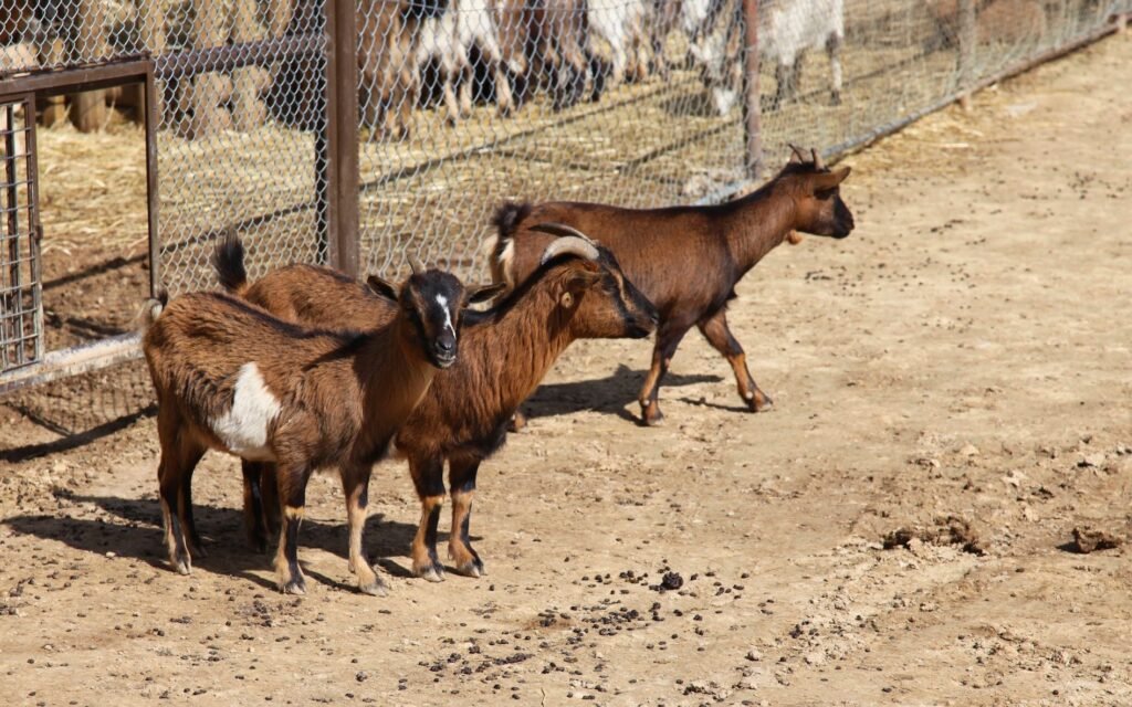 Сафари-парк Сижан - козы