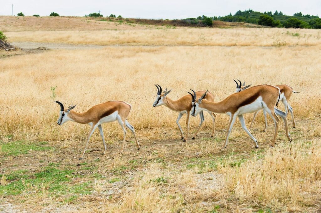 Сафари-парк Сижан - косули