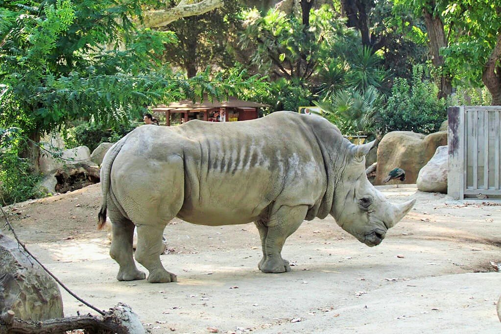 зоопарк Барселоны - носорог