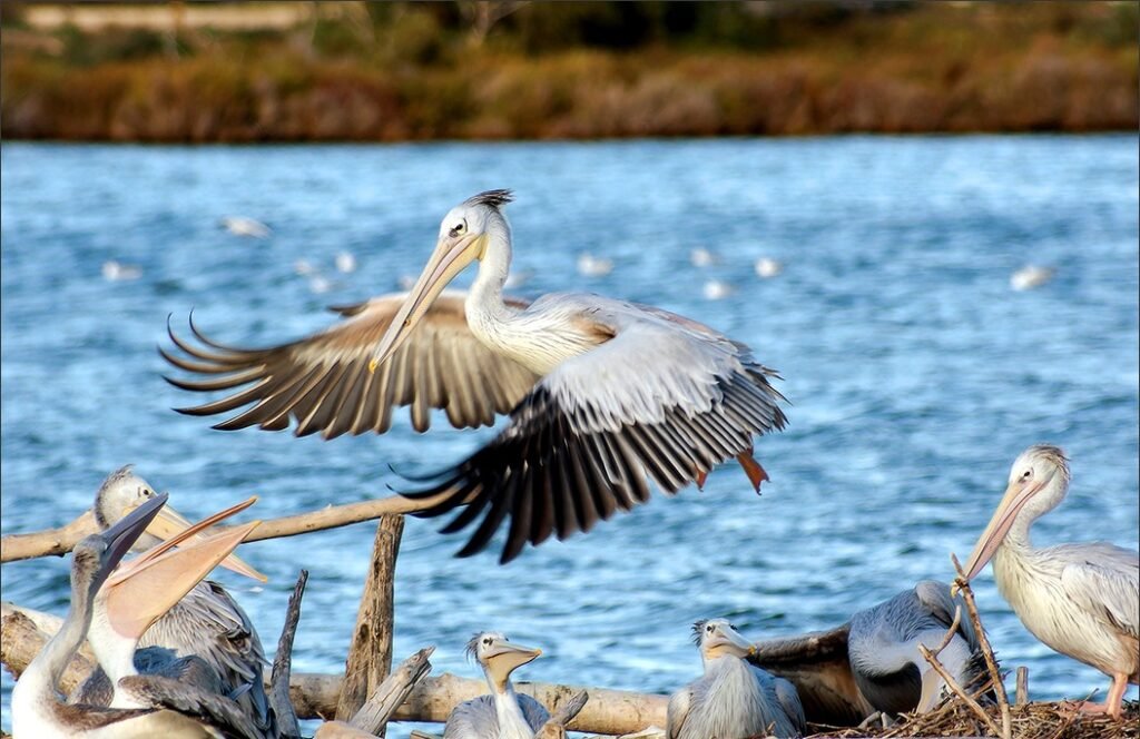 Сафари-парк Сижан - пеликаны
