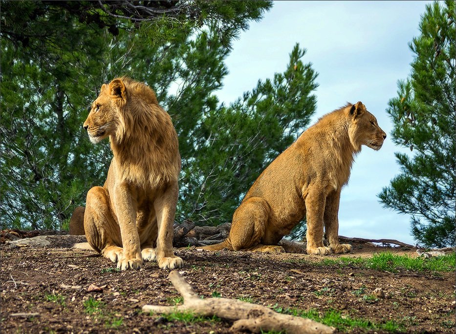 Сафари-парк Сижан - львы