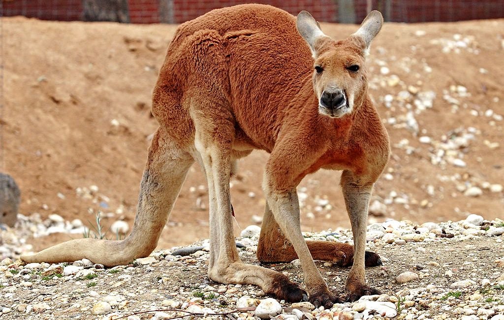 зоопарк Барселоны - кенгуру
