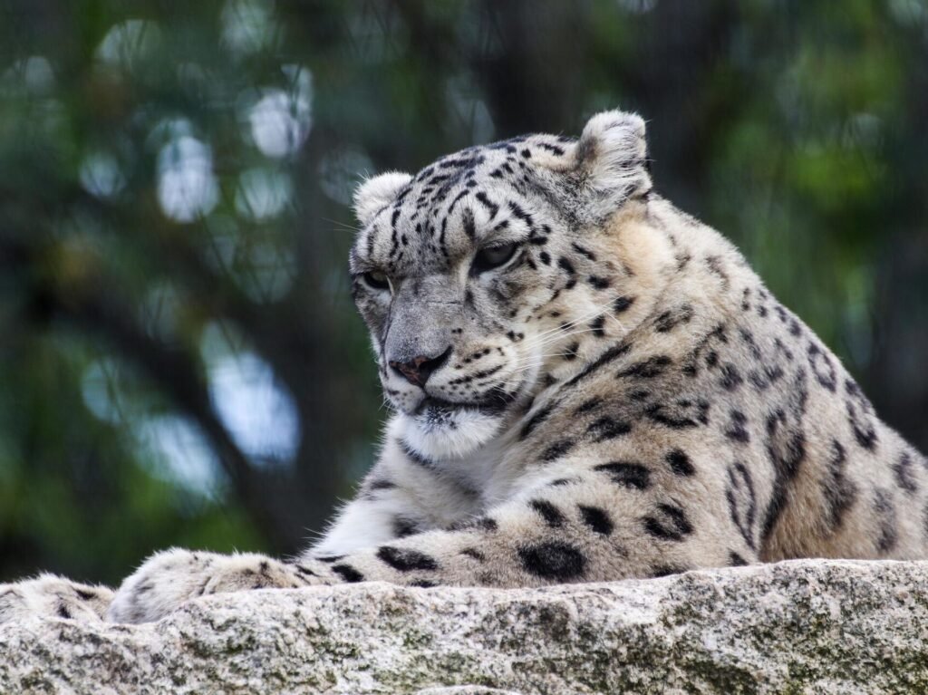 зоопарк Барселоны - снежный барс