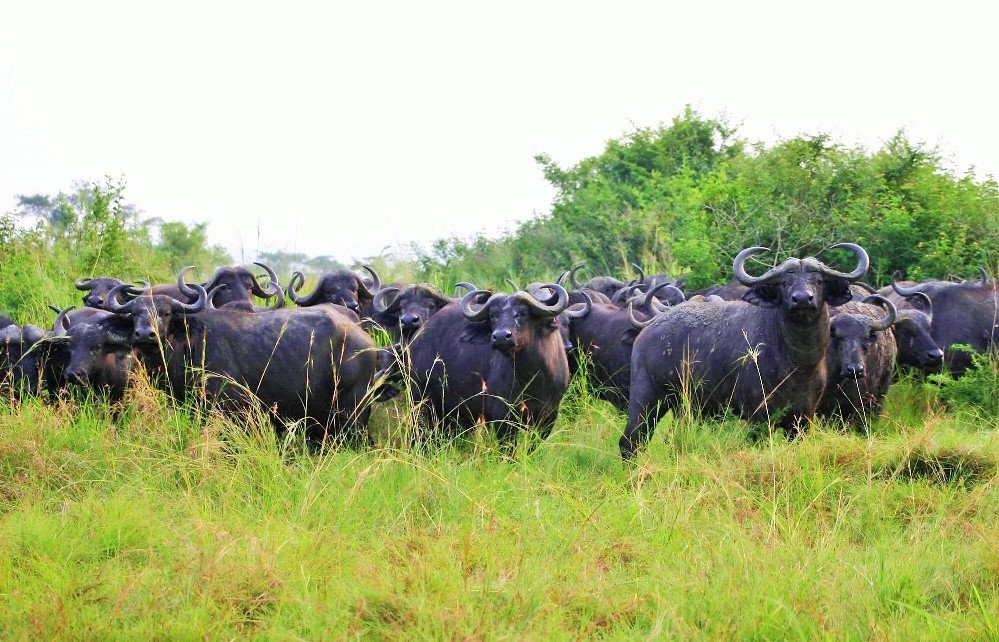 Сафари-парк Сижан - буйволы