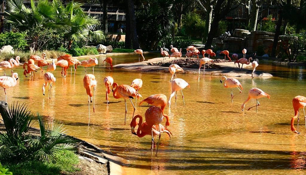 зоопарк Барселоны - фламинго